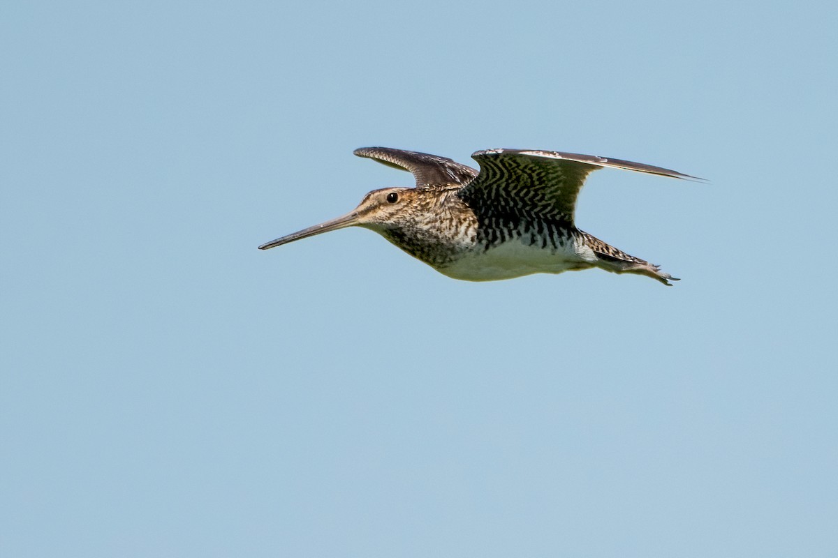 Wilson's Snipe - Sue Barth