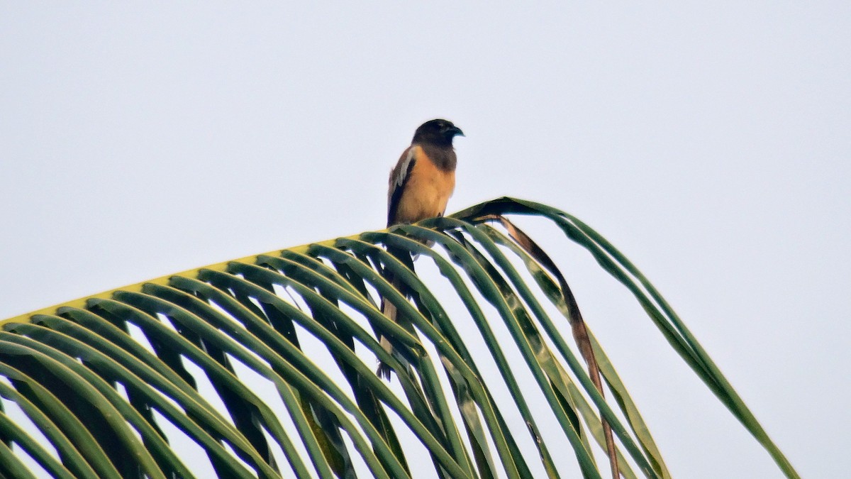 Rufous Treepie - ML346771441