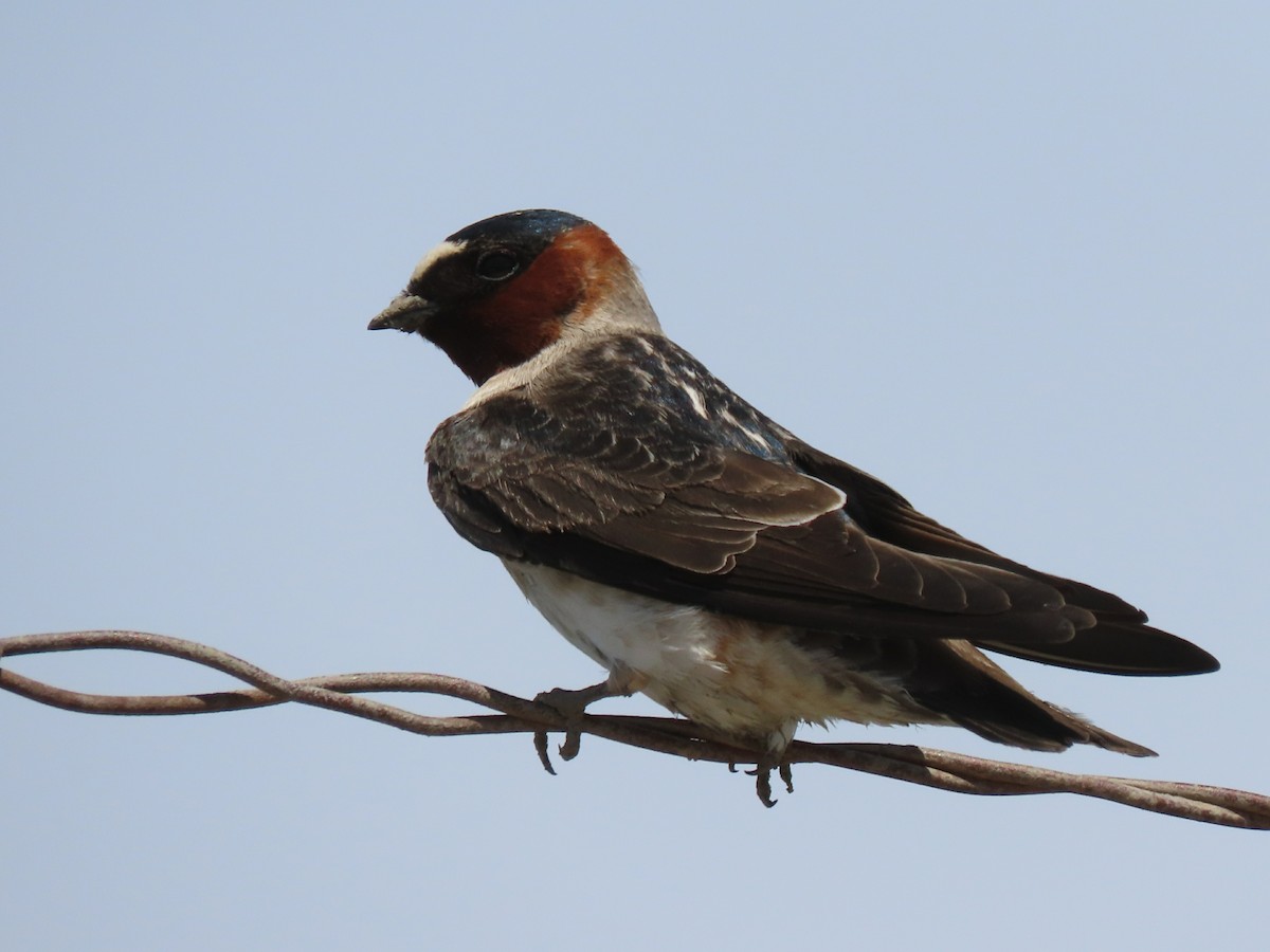 Cliff Swallow - ML346771811