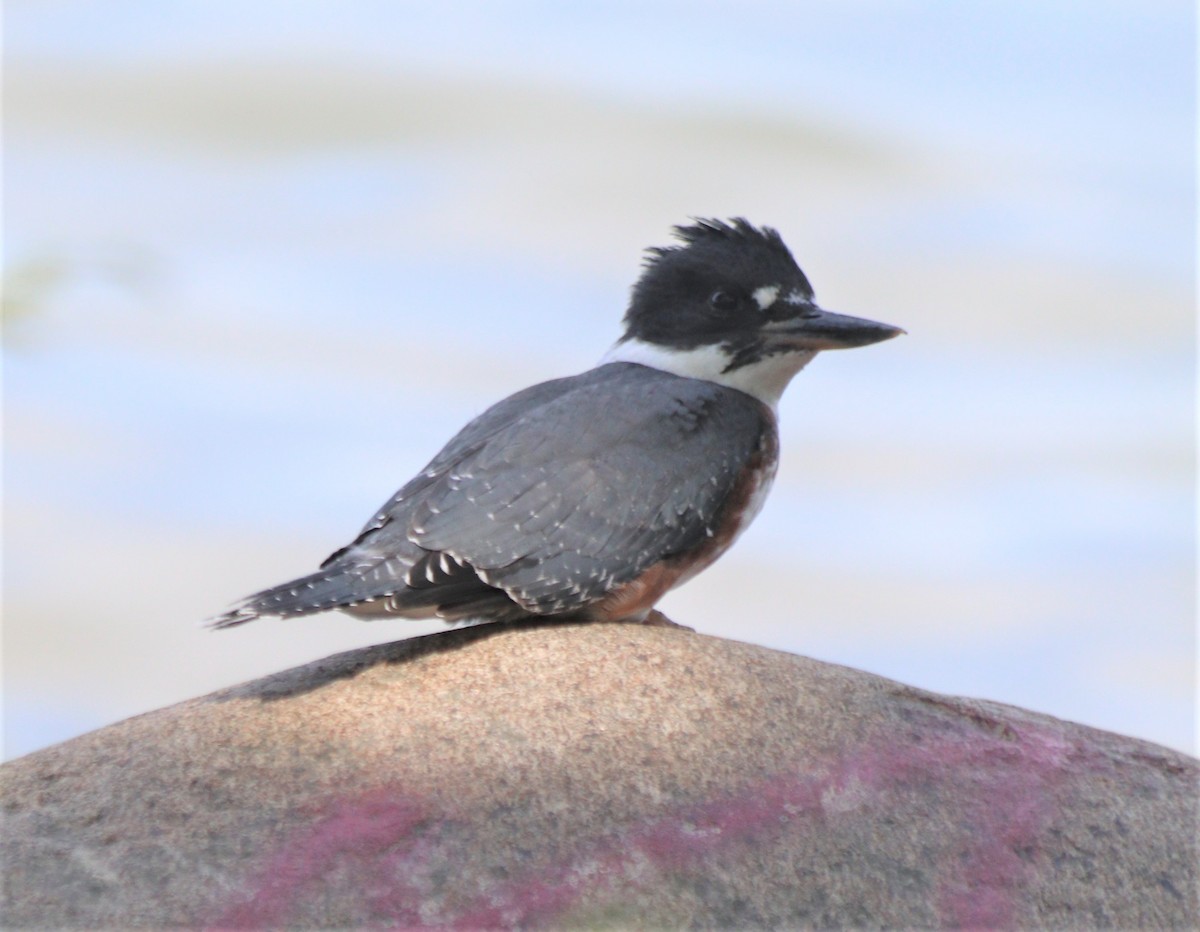 Belted Kingfisher - ML346772361