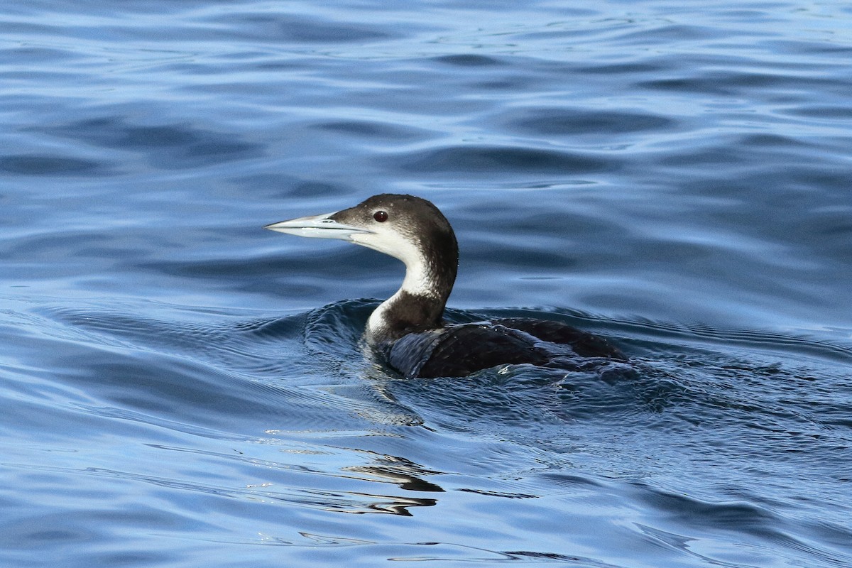 Common Loon - ML346772391