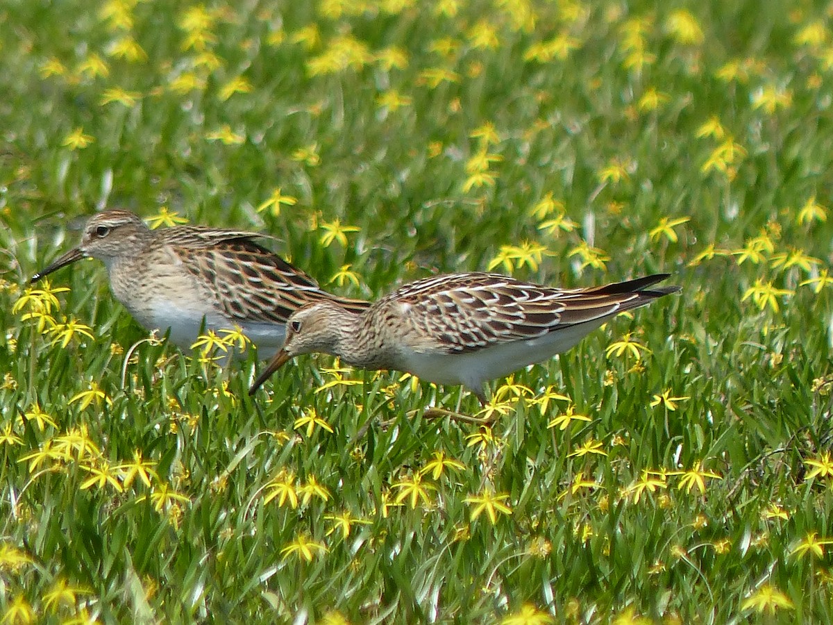 Pectoral Sandpiper - ML34677241