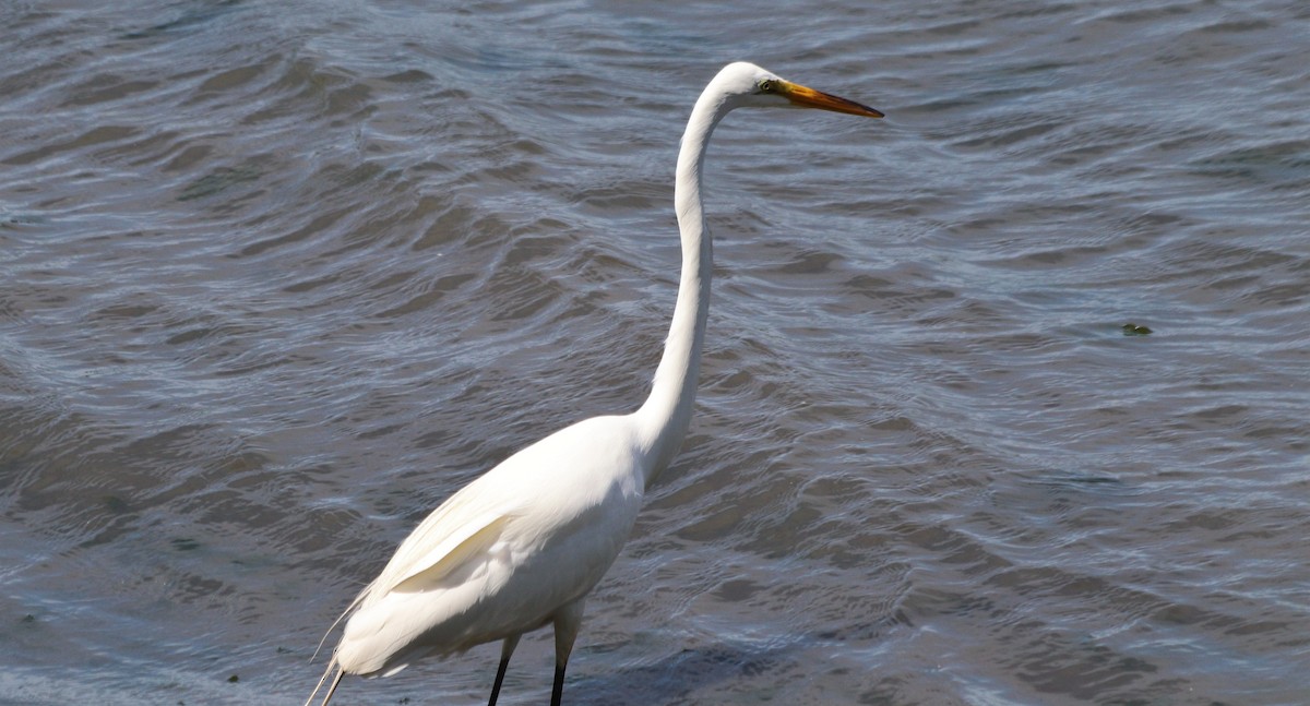 Great Egret - ML346772421