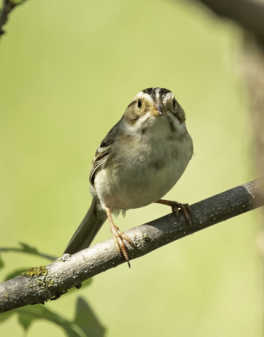 Clay-colored Sparrow - ML346772821