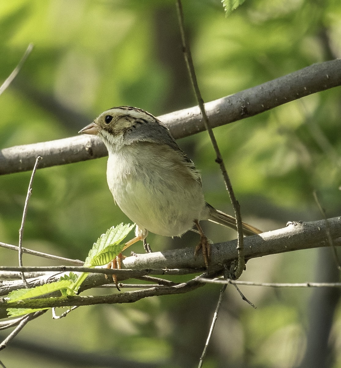Clay-colored Sparrow - ML346772831