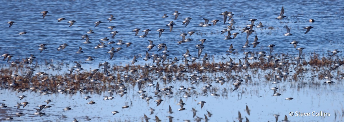 Phalarope à bec étroit - ML346774891