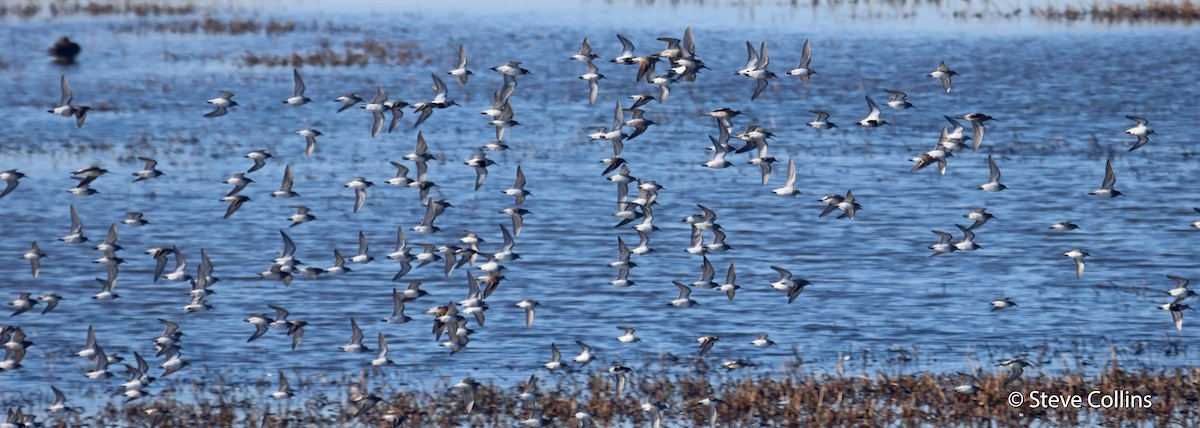 Phalarope à bec étroit - ML346774901