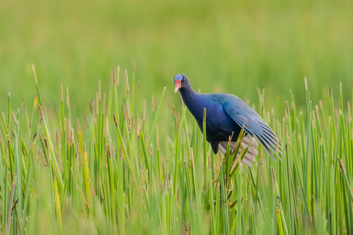 Purple Gallinule - Jerome Foster