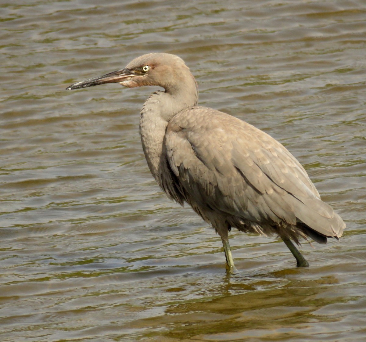 Reddish Egret - ML34677611