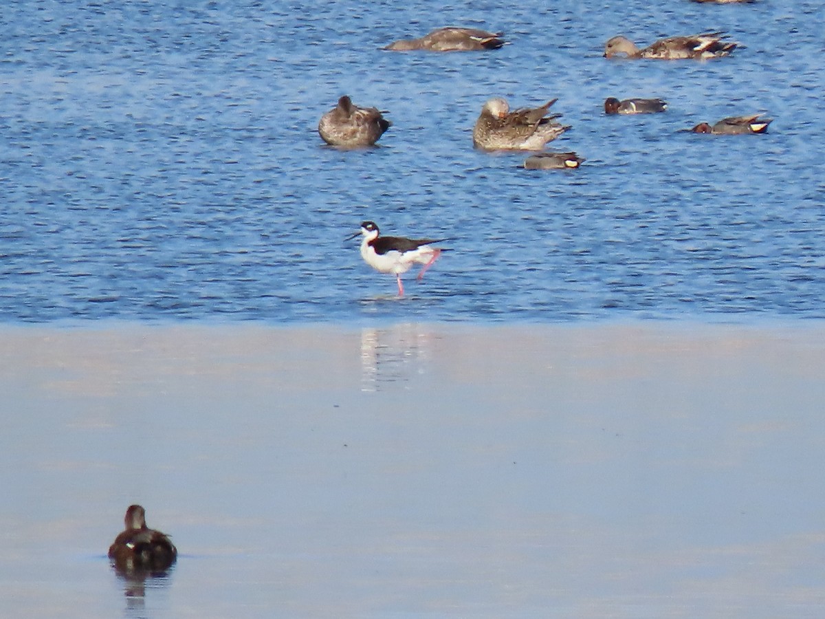 Black-necked Stilt - ML346776231