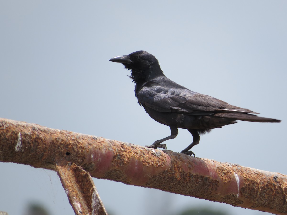 Tamaulipas Crow - ML346776611