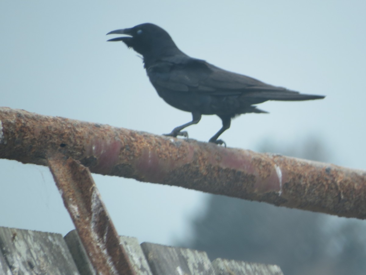 Tamaulipas Crow - ML346776771