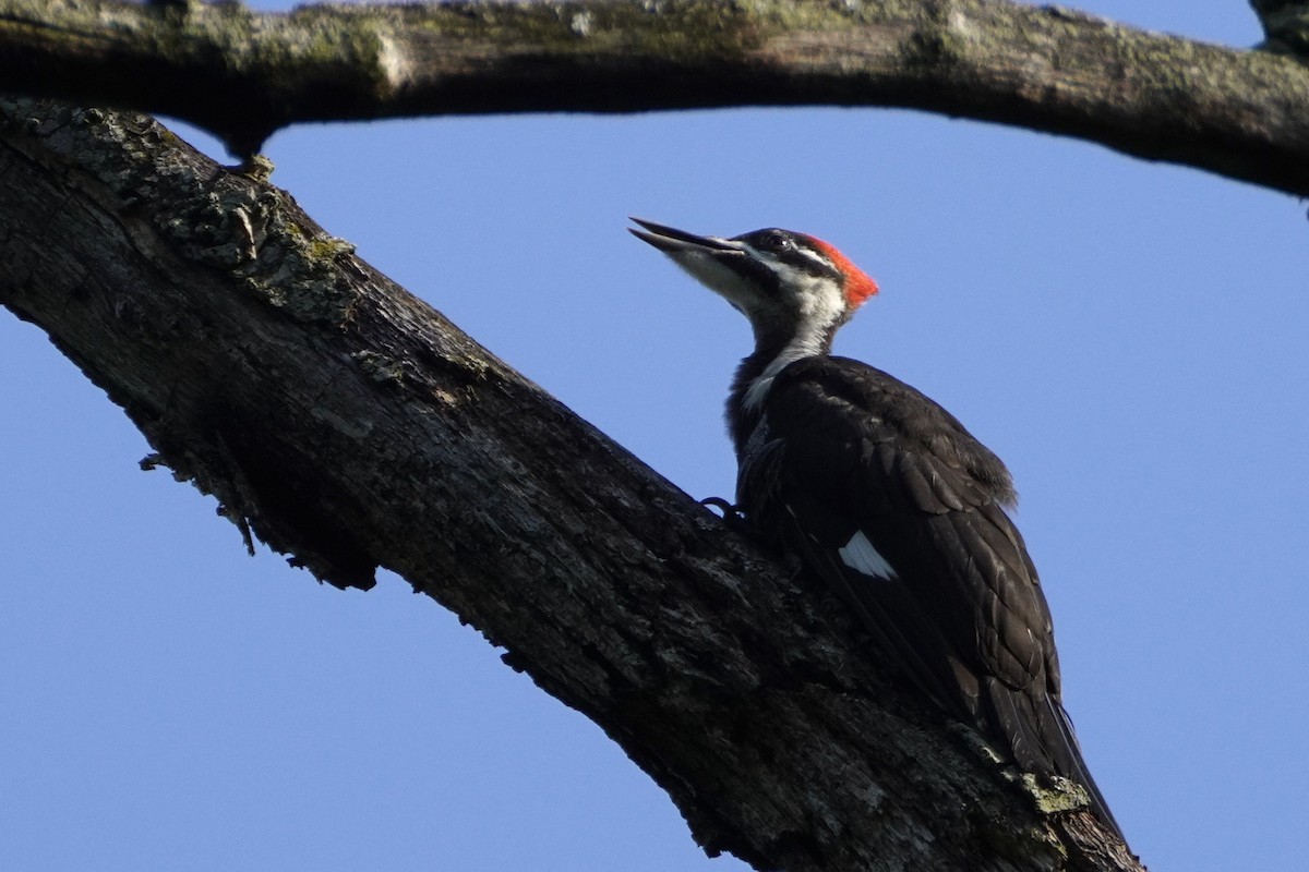 Pileated Woodpecker - Gustino Lanese