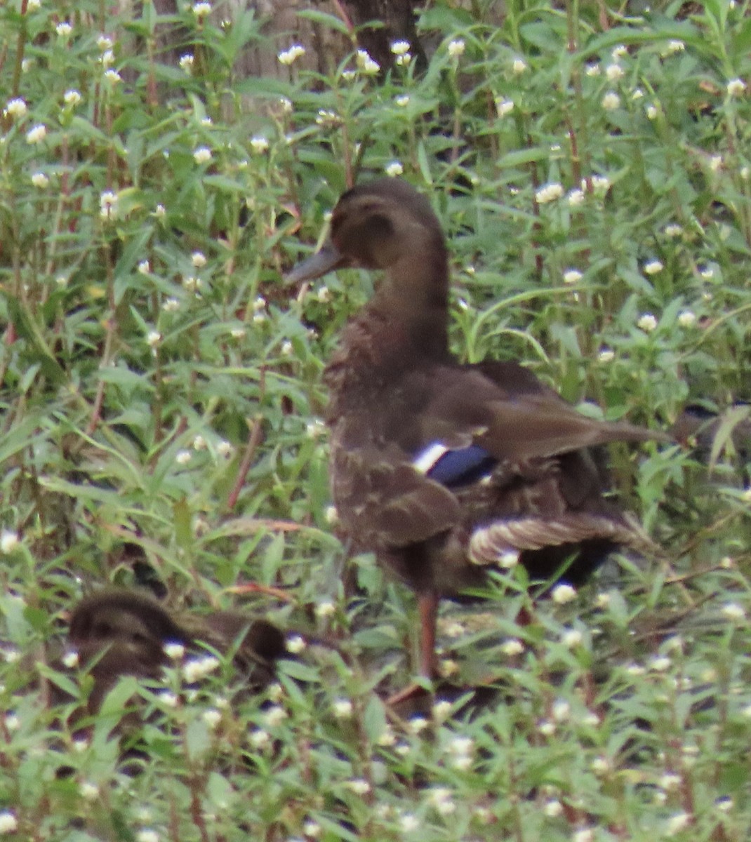 Mallard x American Black Duck (hybrid) - ML346782161