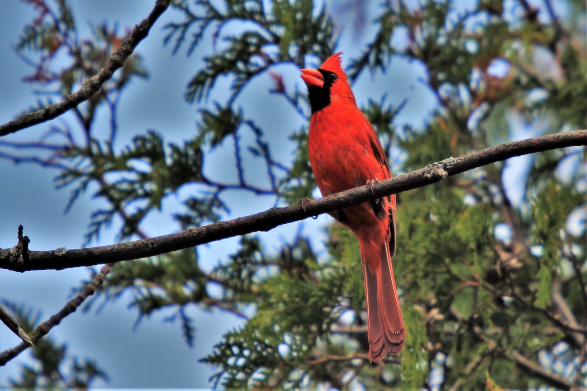 Northern Cardinal - ML346784101