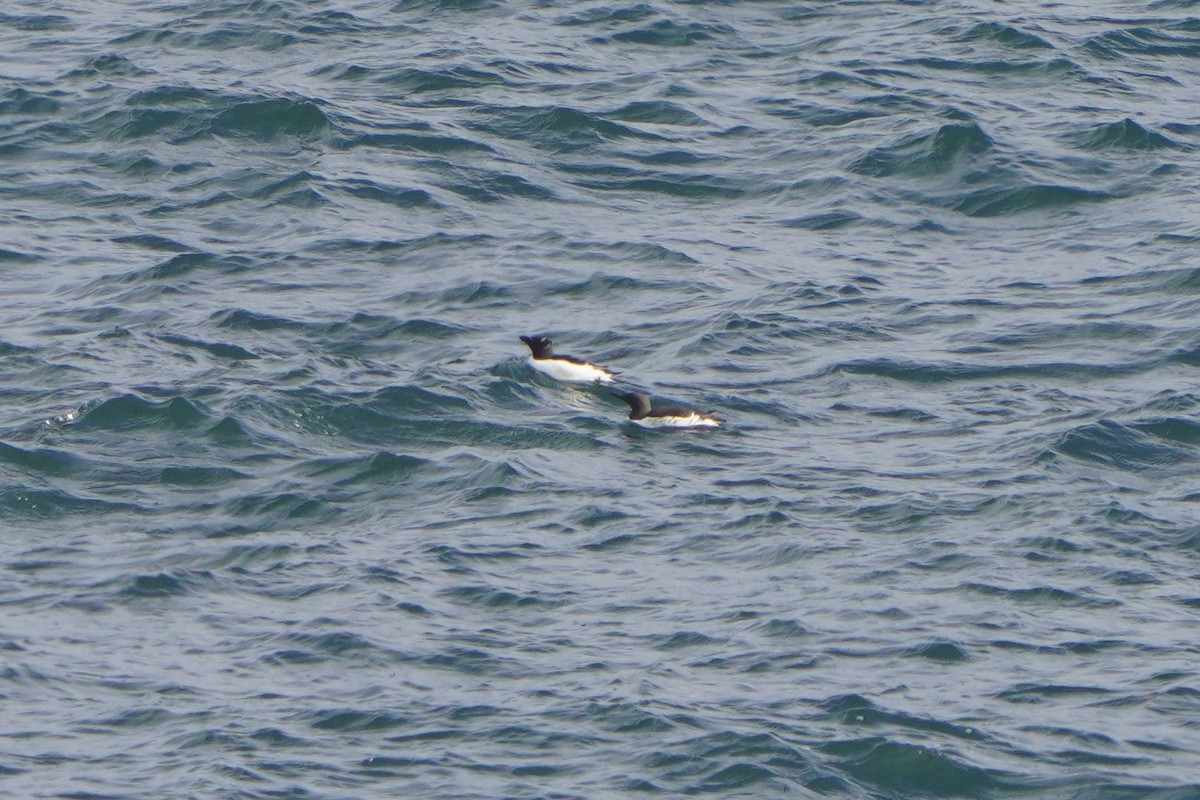 Common Murre - ML346784531