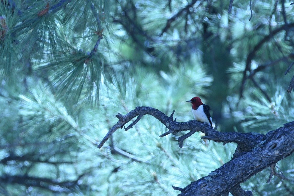 Red-headed Woodpecker - ML346784891