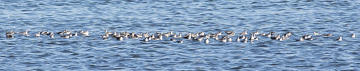 アカエリヒレアシシギ - ML34678491