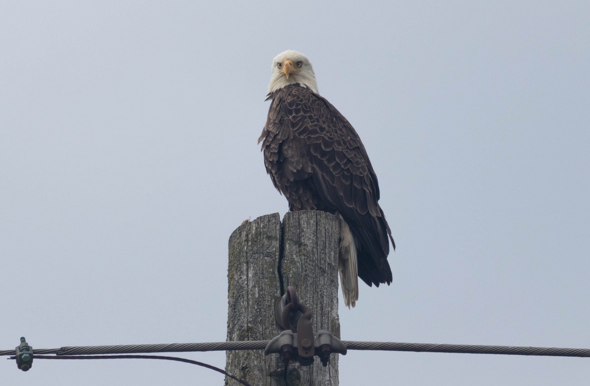 Bald Eagle - ML346787031