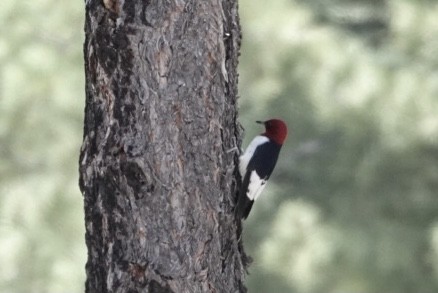 Red-headed Woodpecker - ML346787141