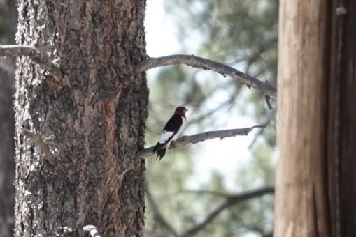 Red-headed Woodpecker - ML346787151