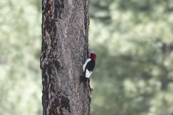 Red-headed Woodpecker - ML346787161