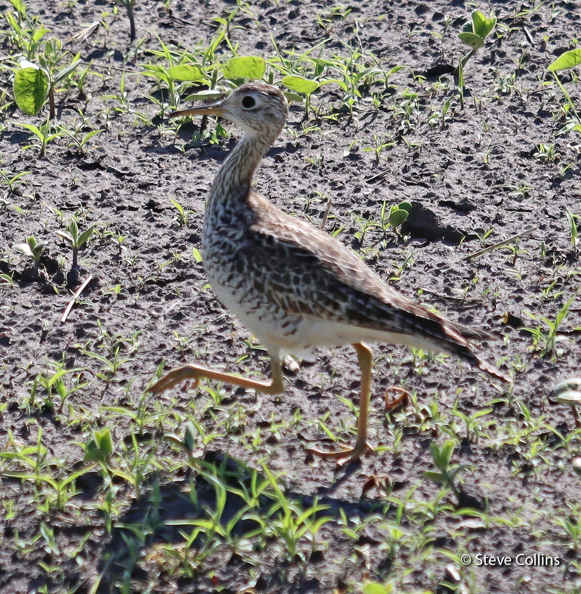 Upland Sandpiper - ML346787251