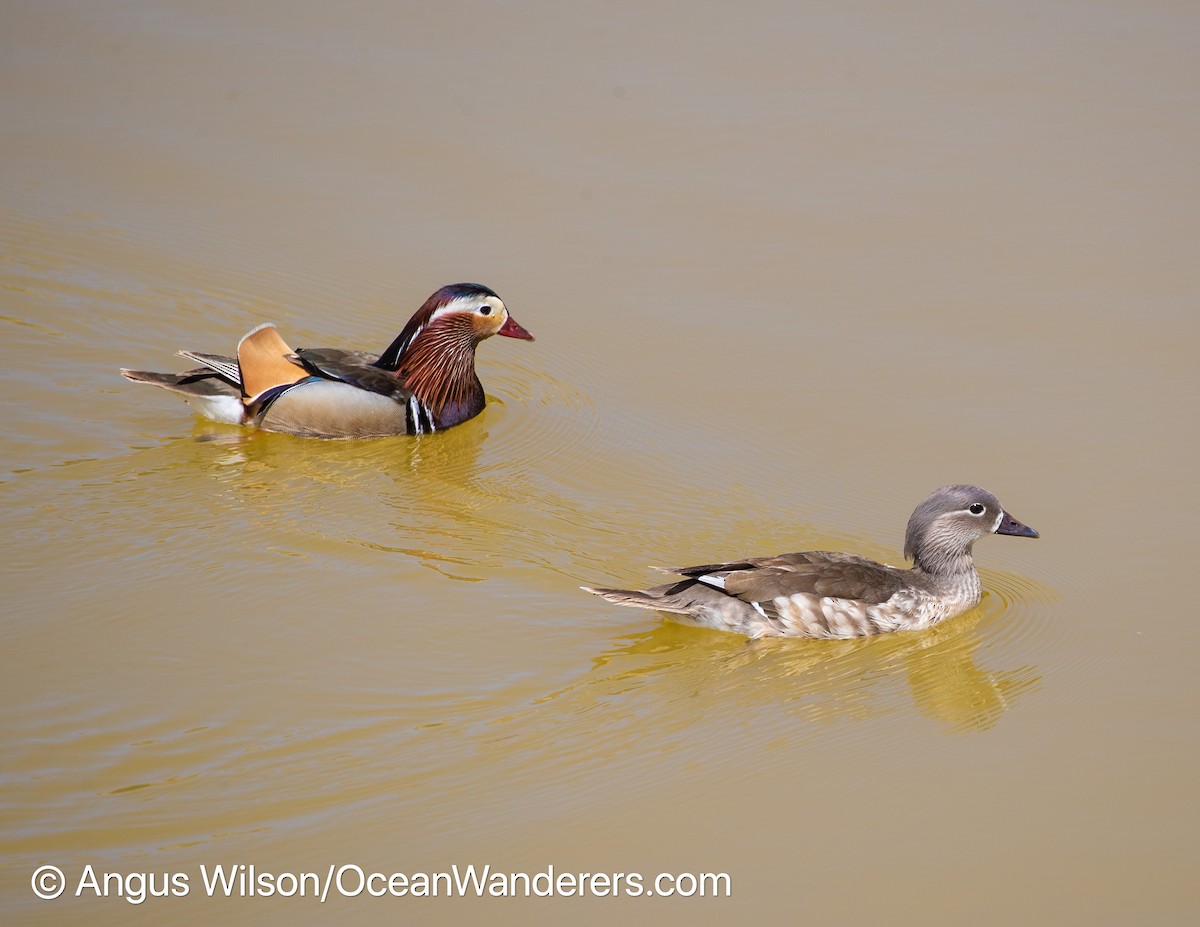 Мандир уранхажин - ML346790491