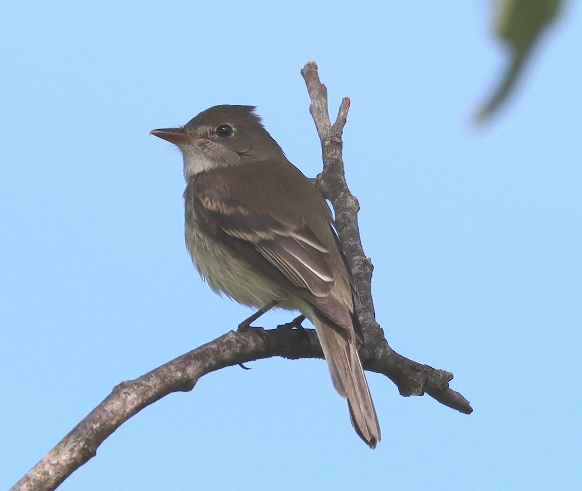 Alder Flycatcher - Steve Rae