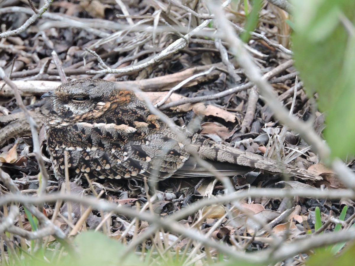 Scissor-tailed Nightjar - ML34679251