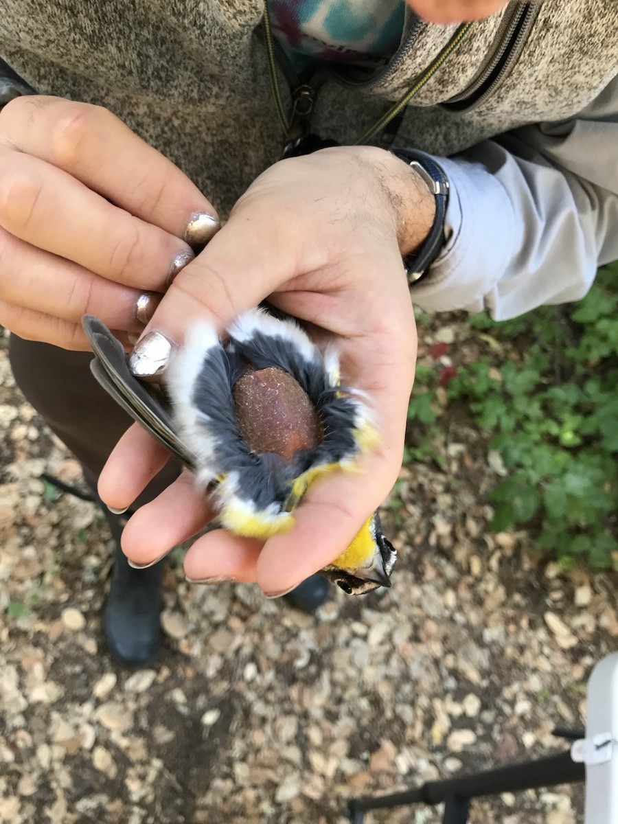 Yellow-breasted Chat - Julian Tattoni