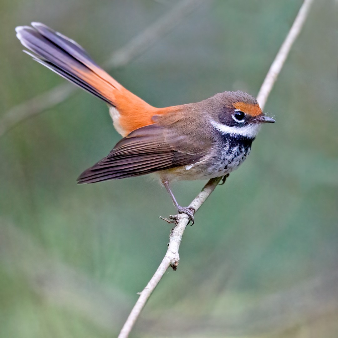 Australian Rufous Fantail - ML346796871