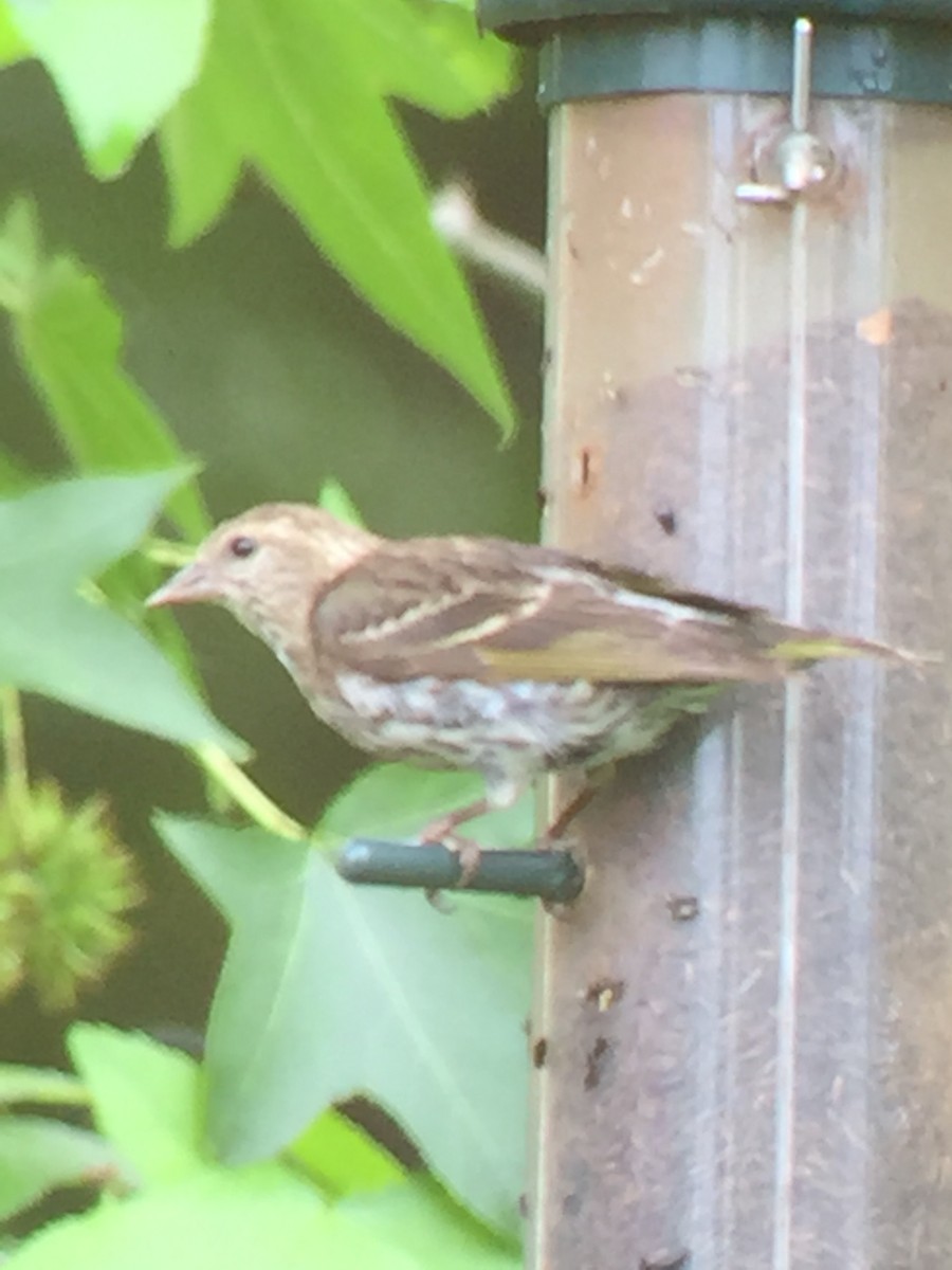 čížek severoamerický - ML346797781