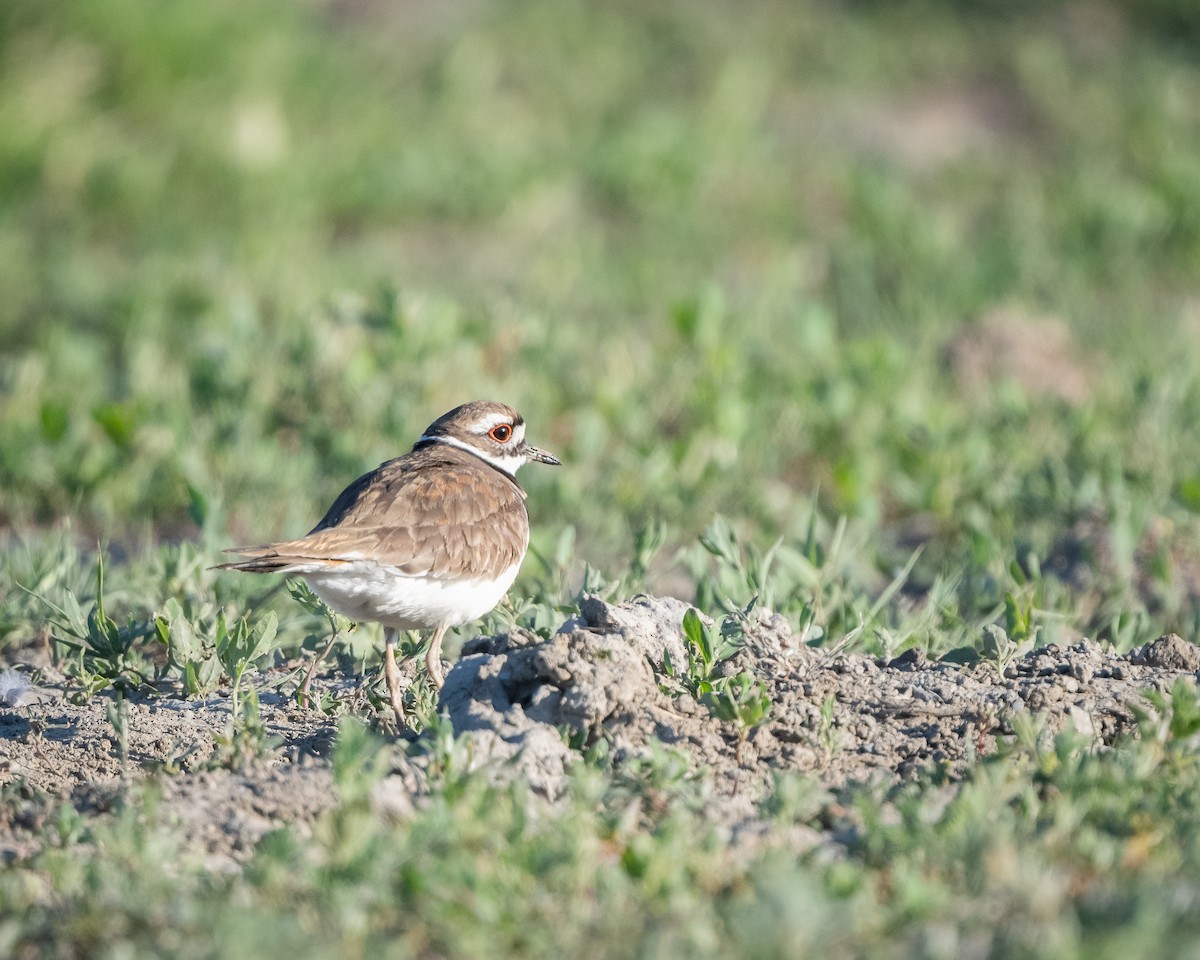 Killdeer - ML346802271