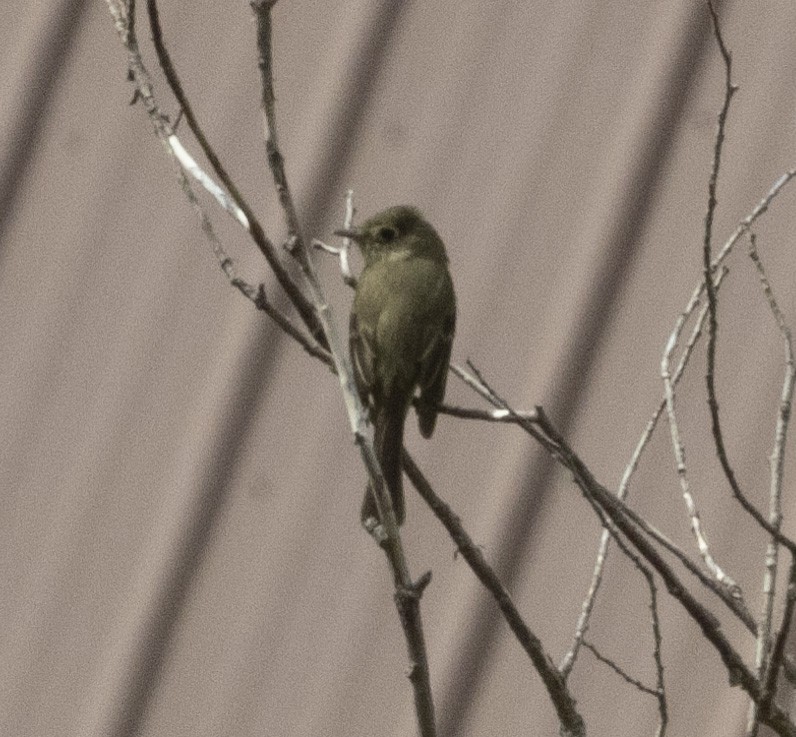 Western Flycatcher (Cordilleran) - ML346802811