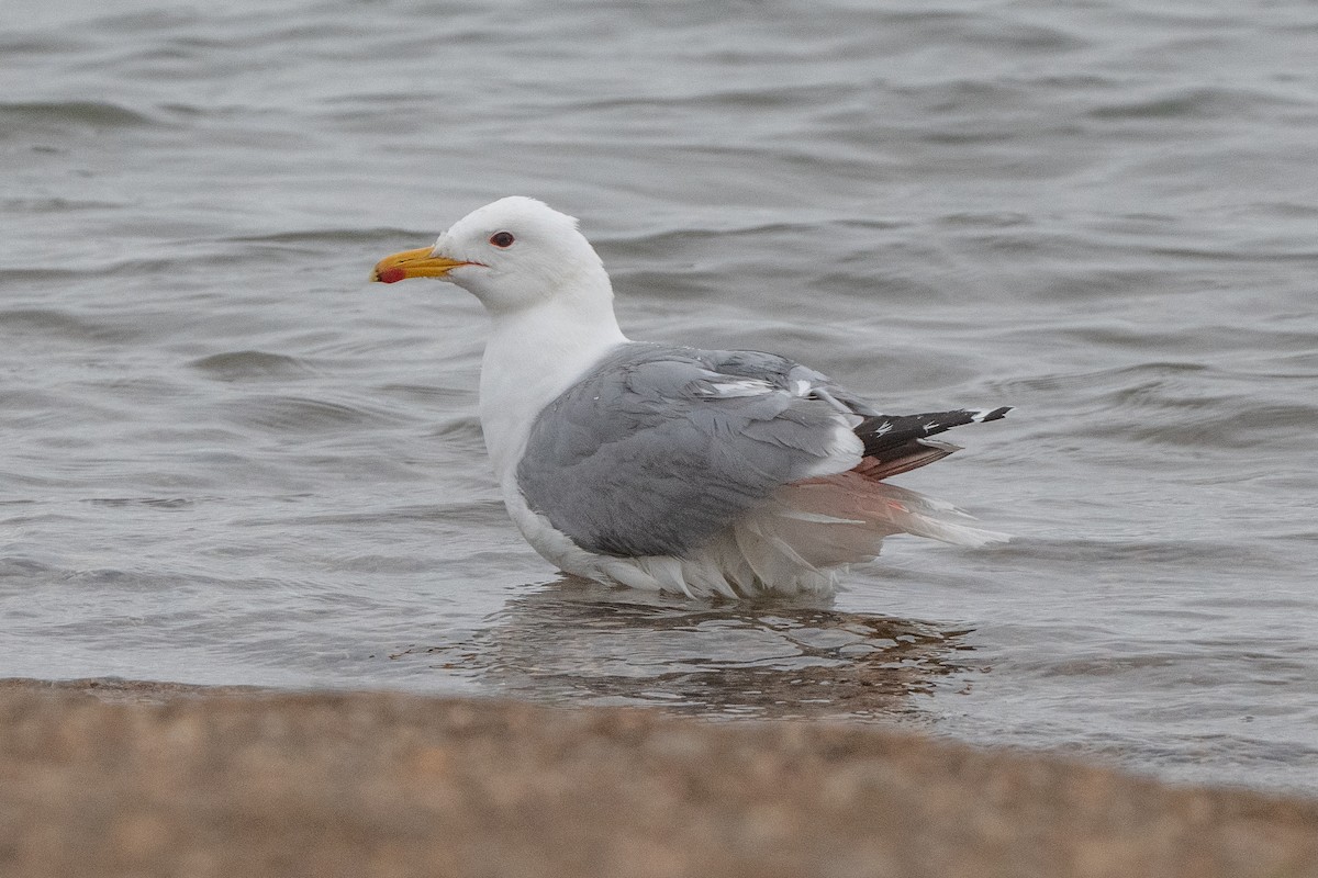 California Gull - ML346802871