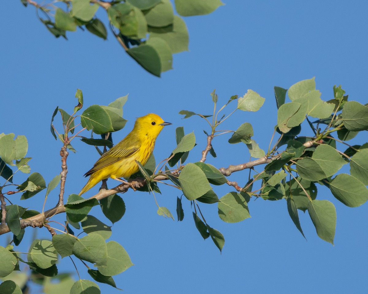 Yellow Warbler - ML346802911