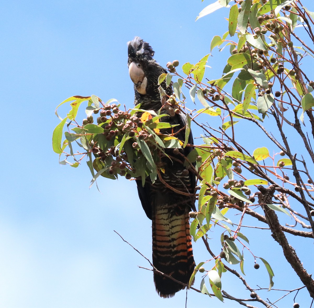 Red-tailed Black-Cockatoo - ML346803241