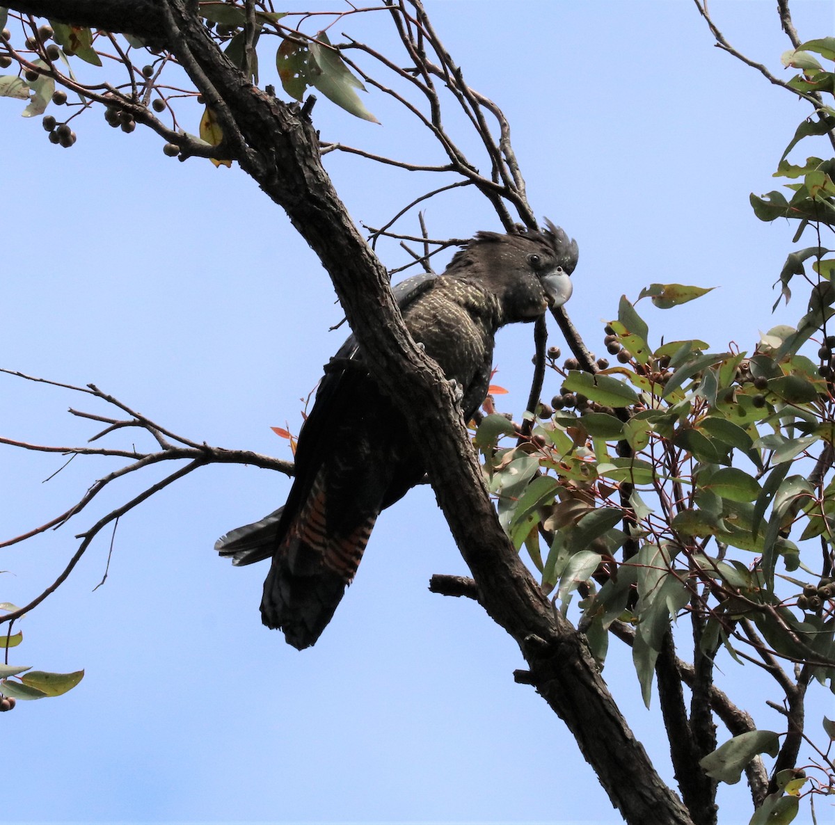 Red-tailed Black-Cockatoo - ML346803251