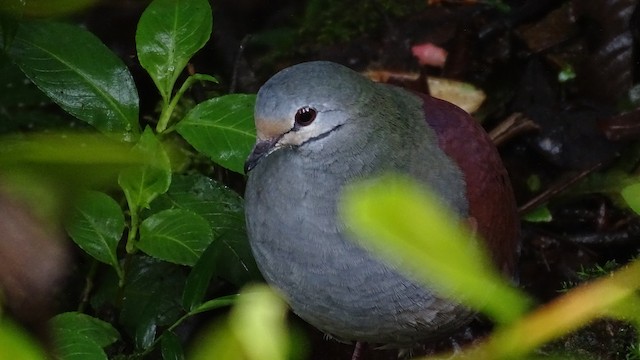 Identificación de Quail Doves (Palomas Perdices) - eBird Costa Rica