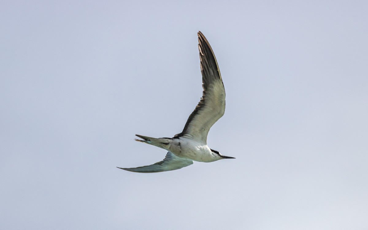 Sooty Tern - ML346804441