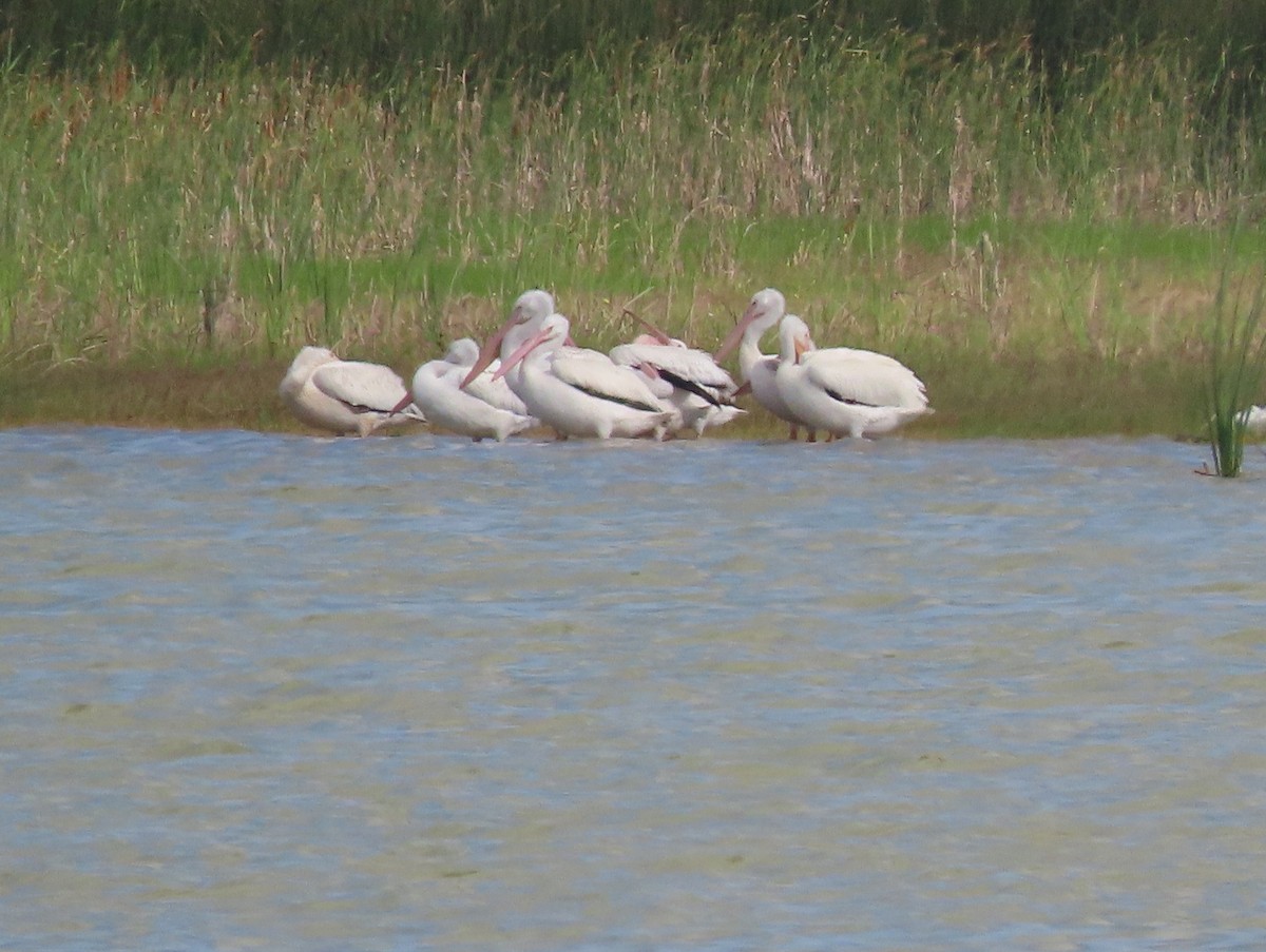 American White Pelican - Richard Kaskan