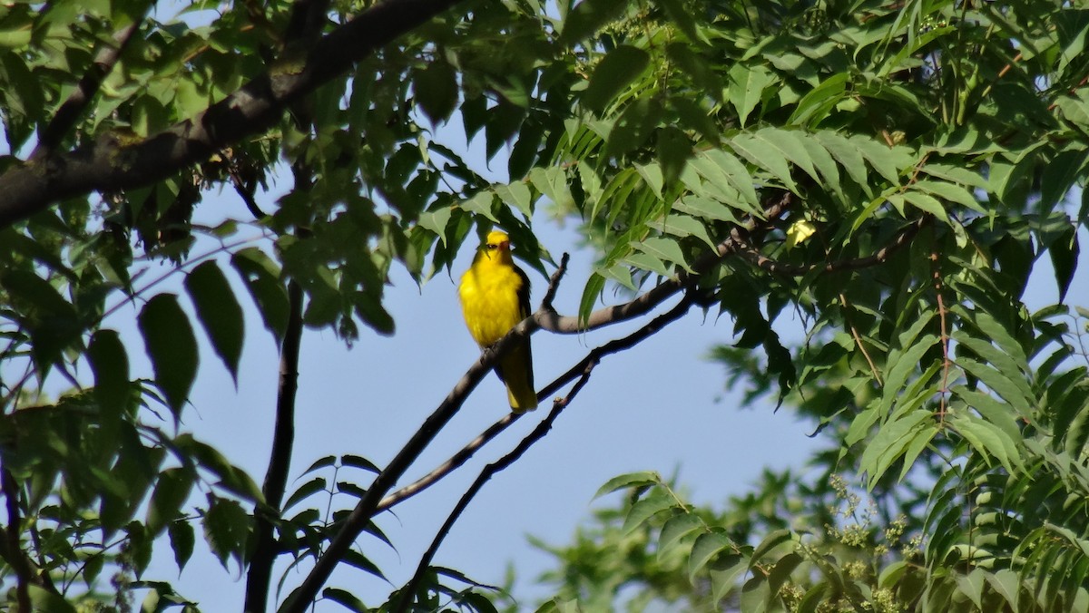 Indian Golden Oriole - ML346806341