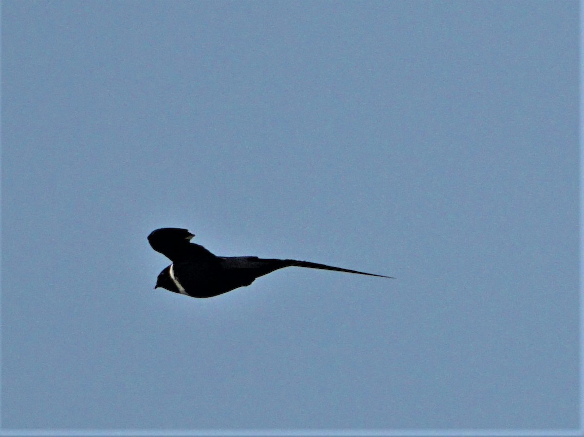 White-collared Swift - ML346807001