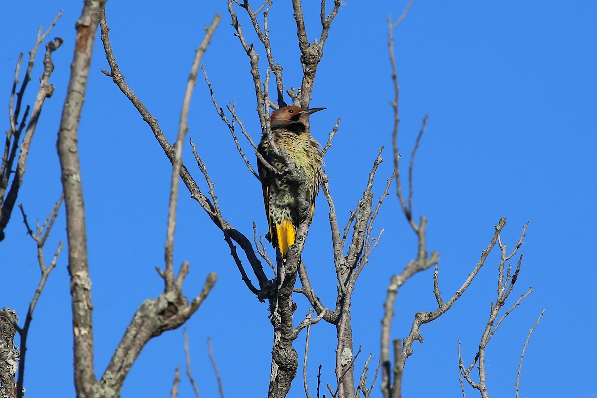 Northern Flicker (Yellow-shafted) - ML346807601