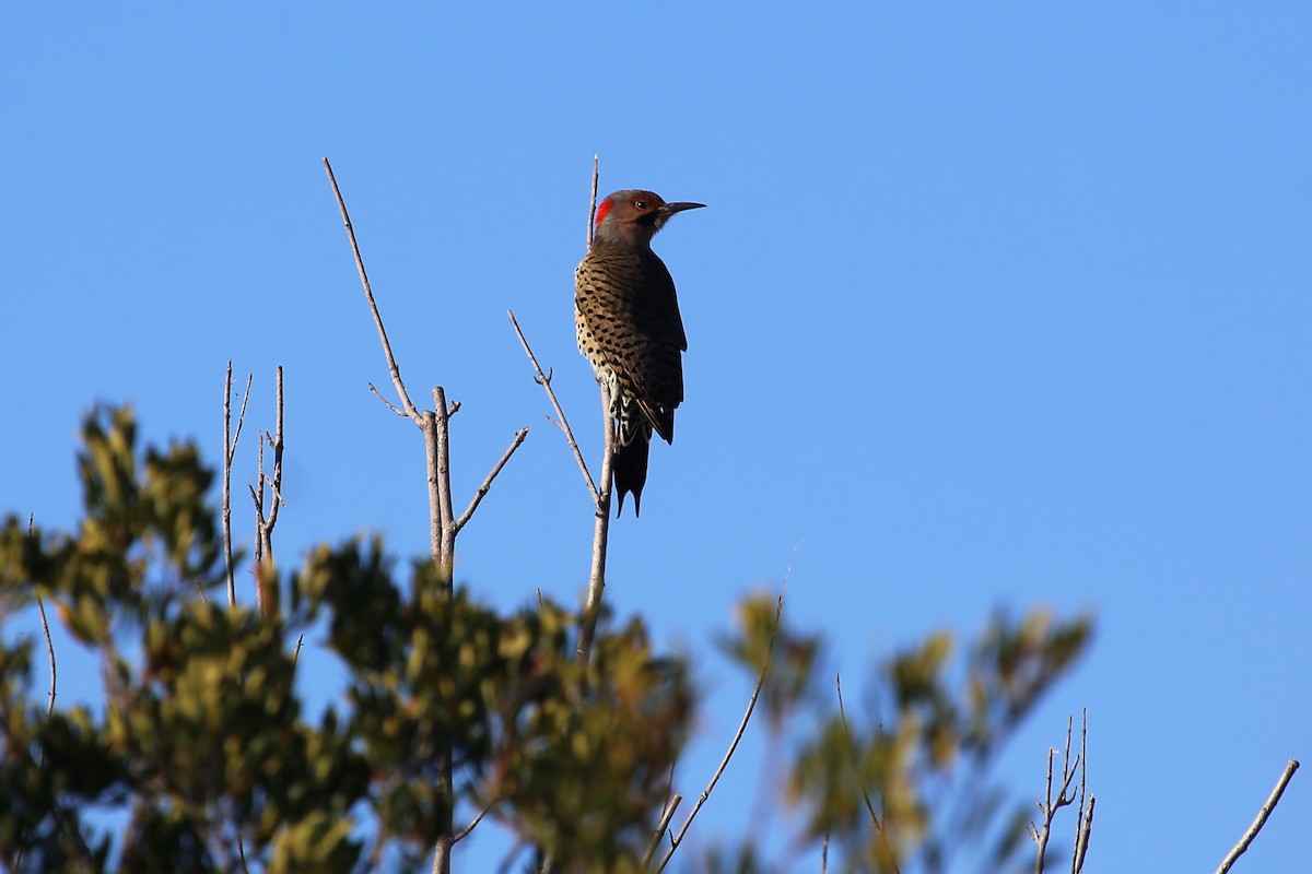 Northern Flicker (Yellow-shafted) - ML346807611