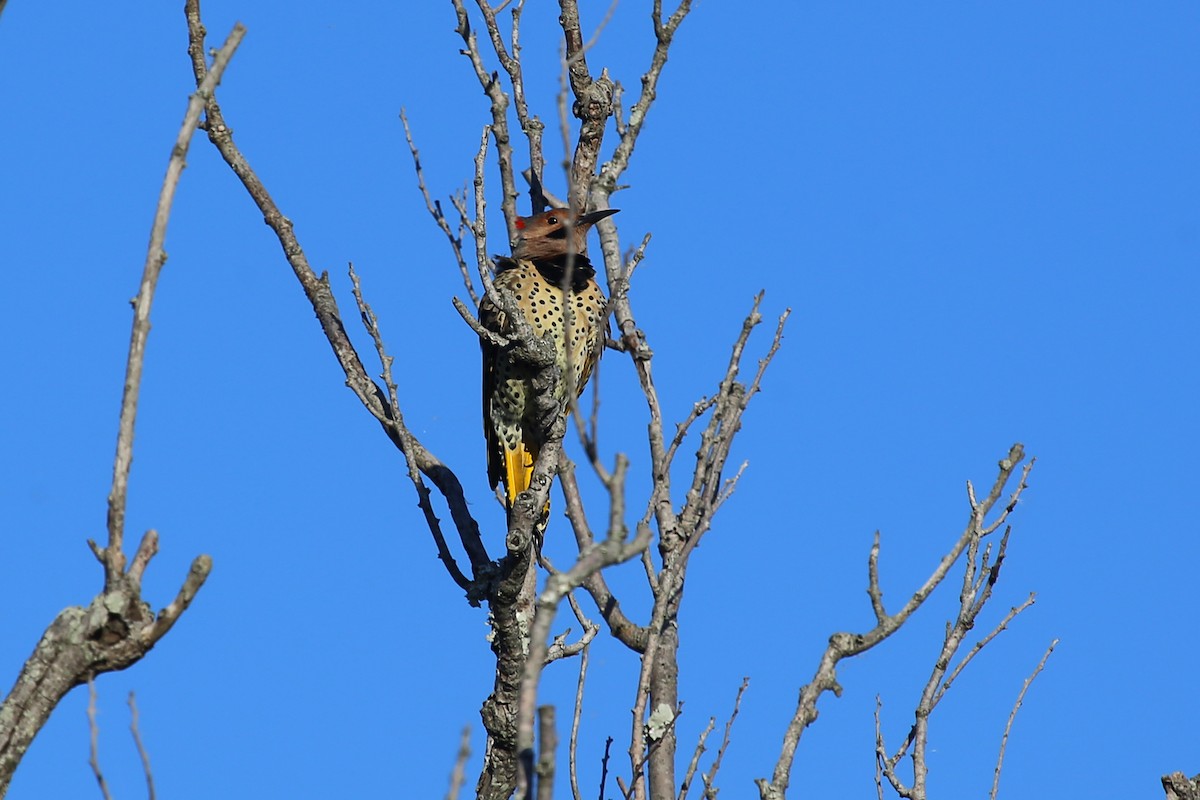 Northern Flicker (Yellow-shafted) - ML346807651