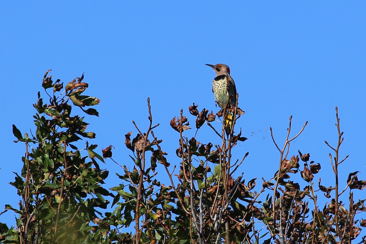 Northern Flicker (Yellow-shafted) - ML346807661