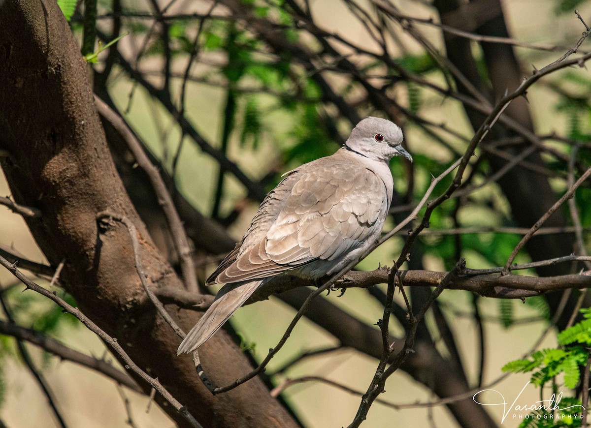 Eurasian Collared-Dove - ML346808461