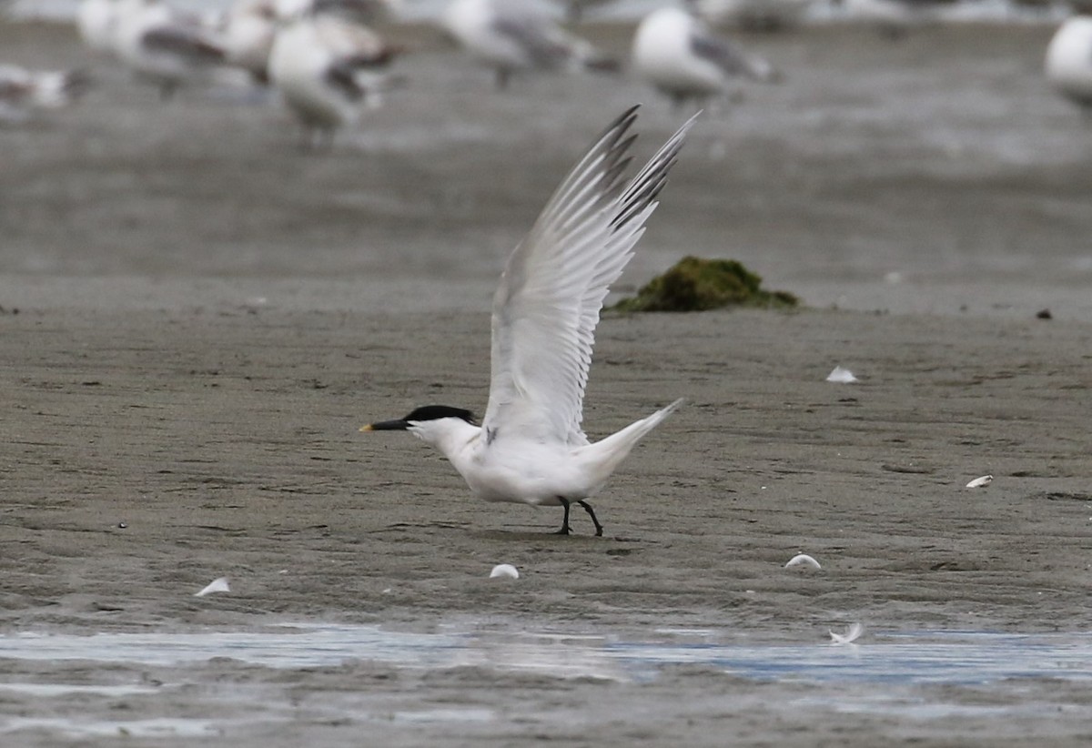 Sandwich Tern - ML346810451